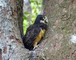 Pulsatrix perspicillata