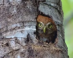 Glaucidium brasilianum