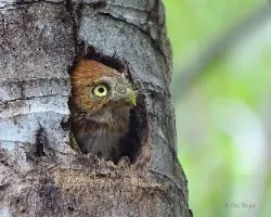 Glaucidium brasilianum