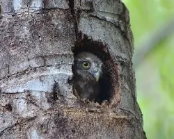 Glaucidium brasilianum