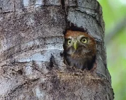 Glaucidium brasilianum