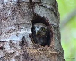 Glaucidium brasilianum