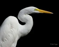 Ardea alba