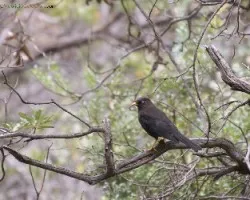 Turdus nigrescens