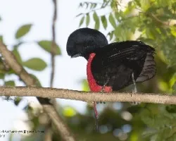 Cephalopterus glabricollis