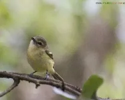 Vireo carmioli
