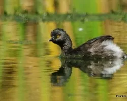 Tachybaptus dominicus