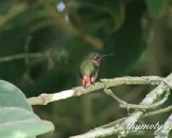 Selasphorus scintilla