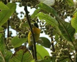 Euphonia hirundinacea