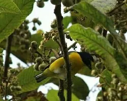 Euphonia hirundinacea