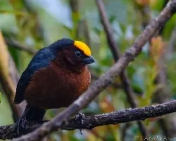 Catamblyrhynchus diadema