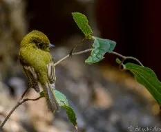 Empidonax flavescens