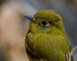 Empidonax flavescens