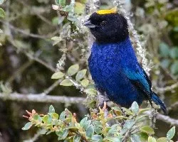 Iridosornis porphyrocephala