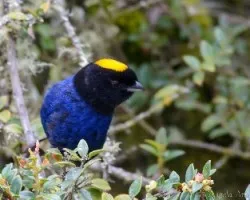 Iridosornis porphyrocephala