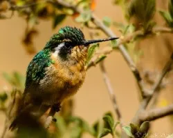 Lampornis calolaemus