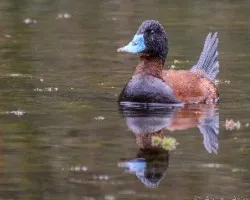 Oxyura ferruginea