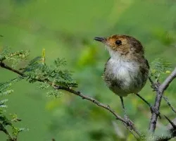 Zimmerius flavidifrons