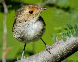 Zimmerius flavidifrons