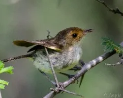 Zimmerius flavidifrons