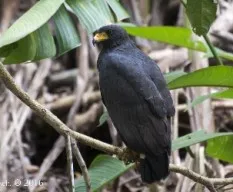 Buteogallus anthracinus