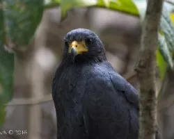 Buteogallus anthracinus