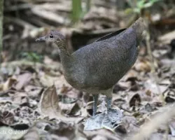 Tinamus major