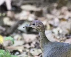 Tinamus major