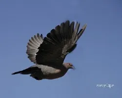 Patagioenas picazuro