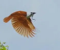 Procnias tricarunculatus