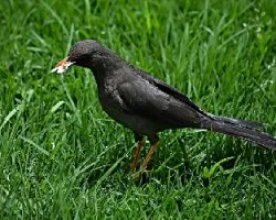 Turdus fuscater