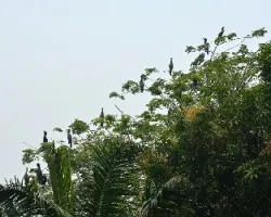 Phalacrocorax brasilianus