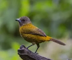 Ramphocelus passerinii