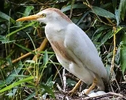 Bubulcus ibis