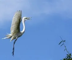 Ardea alba