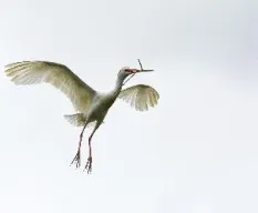 Bubulcus ibis