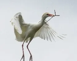 Bubulcus ibis