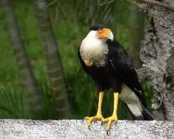 Caracara cheriway