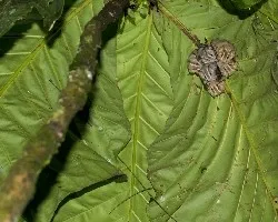 Vampyriscus nymphaea
