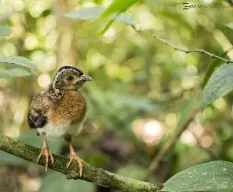 Penelope purpurascens