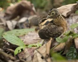 Penelope purpurascens