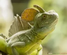 Basiliscus plumifrons