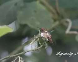 Selasphorus scintilla