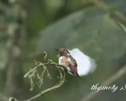 Selasphorus scintilla