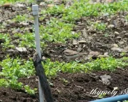 Charadrius vociferus