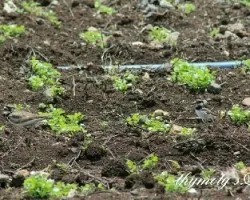 Charadrius vociferus