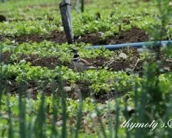 Charadrius vociferus