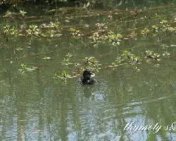 Tachybaptus dominicus
