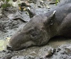 Tapirus bairdii