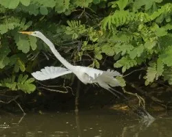 Ardea alba